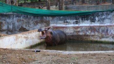 ಡಾ.ಸಮೀಕ್ಷಾ ರೆಡ್ಡಿ ಅವರನ್ನು ಬಲಿ ತೆಗೆದುಕೊಂಡ ನೀರಾನೆ